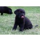 Labrador Retriever Welpen - Rüde