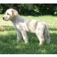 Labrador Retriever Welpen - Rüde