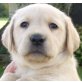Labrador Retriever Welpen - Rüde