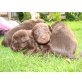Labrador Retriever Welpen - Rüde