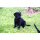 Labrador Retriever Welpen - Rüde