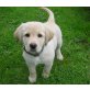 Labrador Retriever Welpen - Rüde