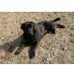 Labrador Retriever Welpen - Rüde
