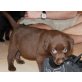 Labrador Retriever Welpen - Rüde