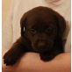 Labrador Retriever Welpen - Rüde