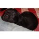 Labrador Retriever Welpen - Rüde