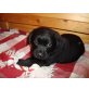 Labrador Retriever Welpen - Rüde