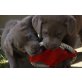 Labrador Retriever Welpen - Rüde