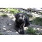 Labrador Retriever Welpen - Rüde