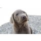 Labrador Retriever Welpen - Rüde