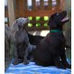 Labrador Retriever Welpen - Rüde