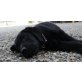 Labrador Retriever Welpen - Rüde