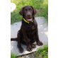 Labrador Retriever Welpen - Rüde