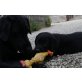 Labrador Retriever Welpen - Rüde