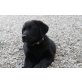 Labrador Retriever Welpen - Rüde