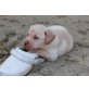 Labrador Retriever Welpen - Rüde