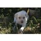 Labrador Retriever Welpen - Rüde