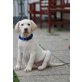Labrador Retriever Welpen - Rüde