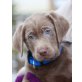 Labrador Retriever Welpen - Rüde