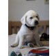 Labrador Retriever Welpen - Rüde