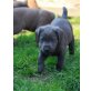 Labrador Retriever Welpen - Rüde