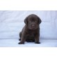 Labrador Retriever Welpen - Rüde