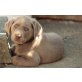 Labrador Retriever Welpen - Rüde