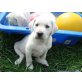 Labrador Retriever Welpen - Rüde