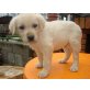 Labrador Retriever Welpen - Rüde