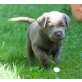 Labrador Retriever Welpen - Rüde