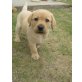 Labrador Retriever Welpen - Rüde