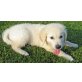 Labrador Retriever Welpen - Rüde