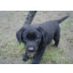 Labrador Retriever Welpen - Rüde