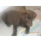 Labrador Retriever Welpen - Rüde