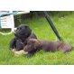 Labrador Retriever Welpen - Rüde