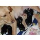 Labrador Retriever Welpen - Rüde