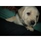 Labrador Retriever Welpen - Rüde