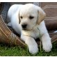 Labrador Retriever Welpen - Rüde