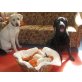 Labrador Retriever Welpen - Rüde