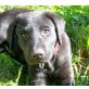 Labrador Retriever Welpen - Rüde