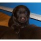 Labrador Retriever Welpen - Rüde