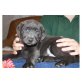 Labrador Retriever Welpen - Rüde