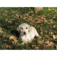 Labrador Retriever Welpen - Rüde