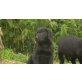 Labrador Retriever Welpen - Rüde