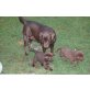 Labrador Retriever Welpen - Rüde
