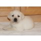 Labrador Retriever Welpen - Rüde