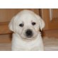 Labrador Retriever Welpen - Rüde