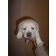 Labrador Retriever Welpen - Rüde