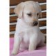 Labrador Retriever Welpen - Rüde