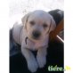 Labrador Retriever Welpen - Rüde
